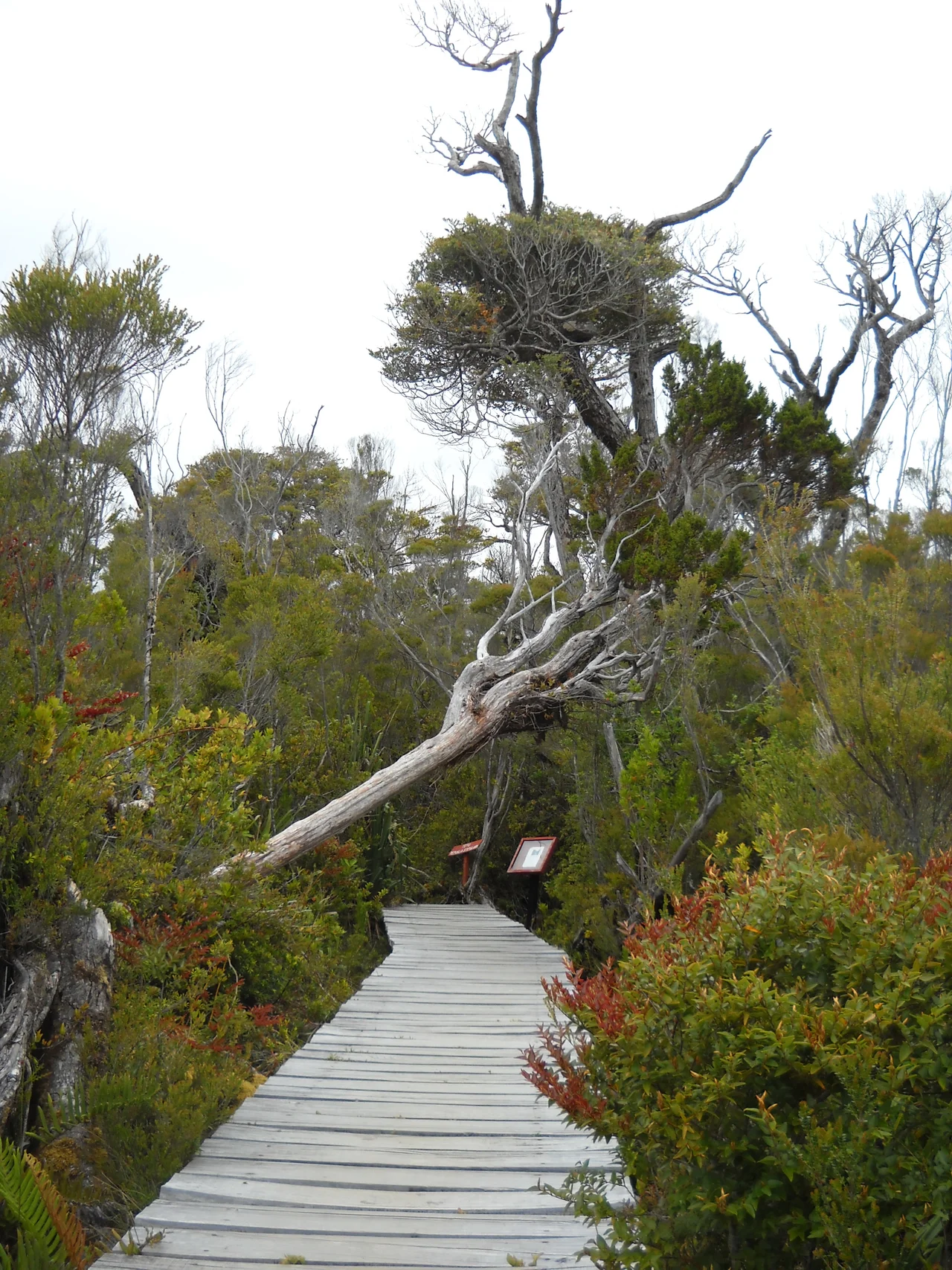 Parque nacional Chiloé- Ruta El Tepual