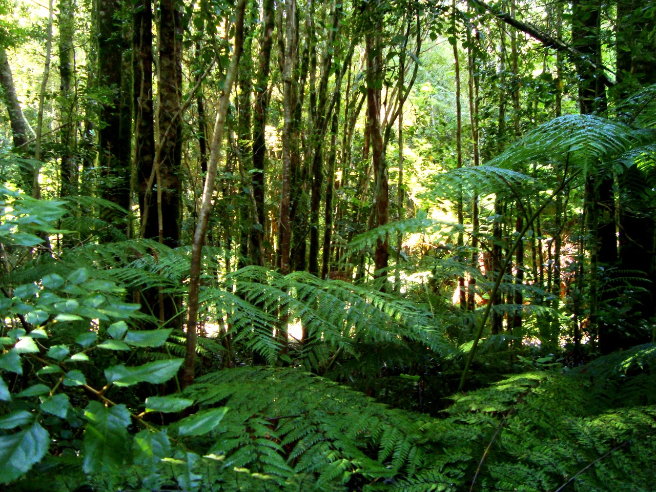 location: Oncol park, Provincia de Valdivia, Chile