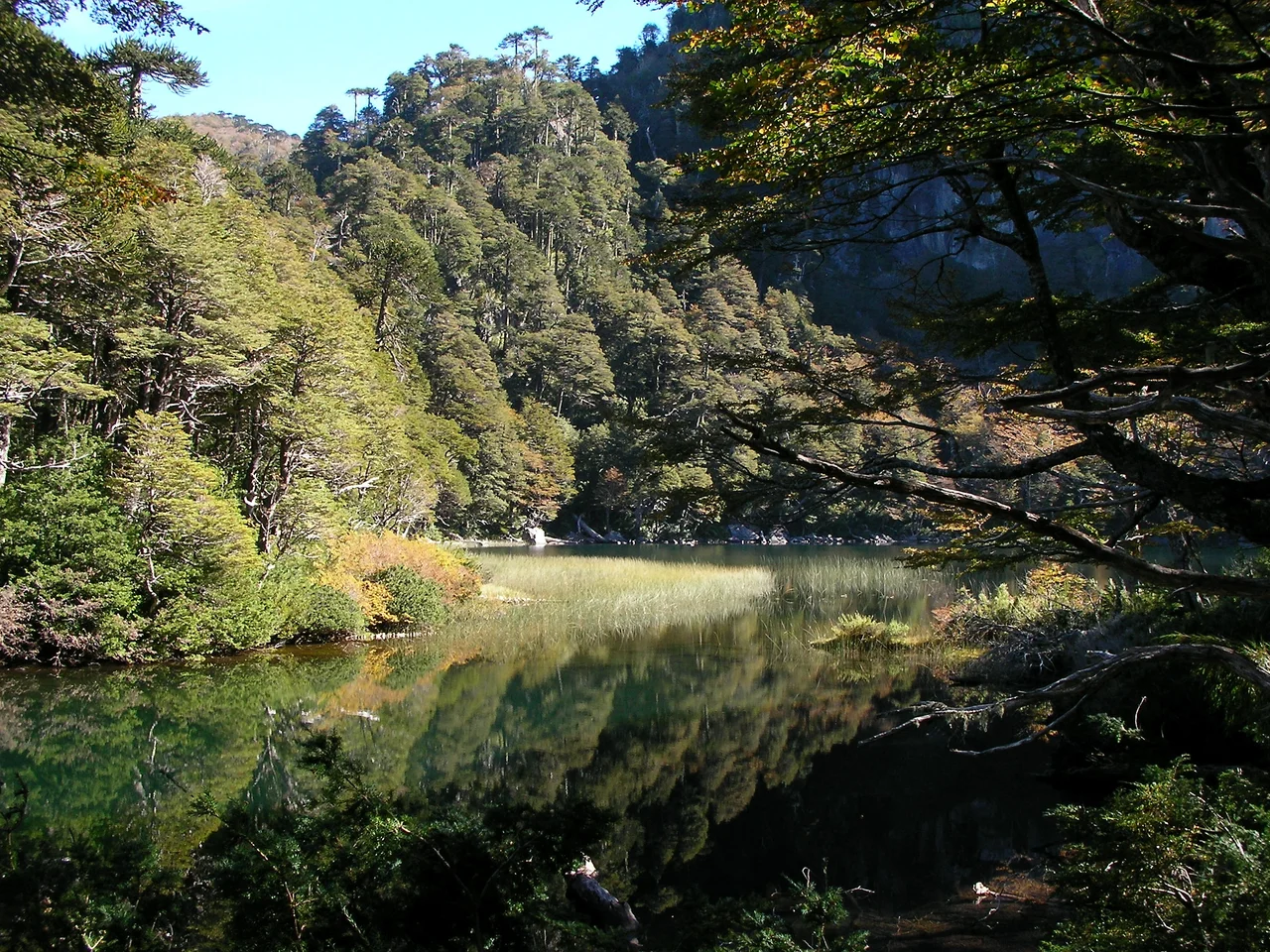 Looking northwest in Huerquehue National Park (Parque Nacional Huerquehue), which is northeast of Pucón, Chile.  Camera location is east of Lago (Lake) Caburgua and north of Lago Tinquilco.  Elevation 1300 meters.