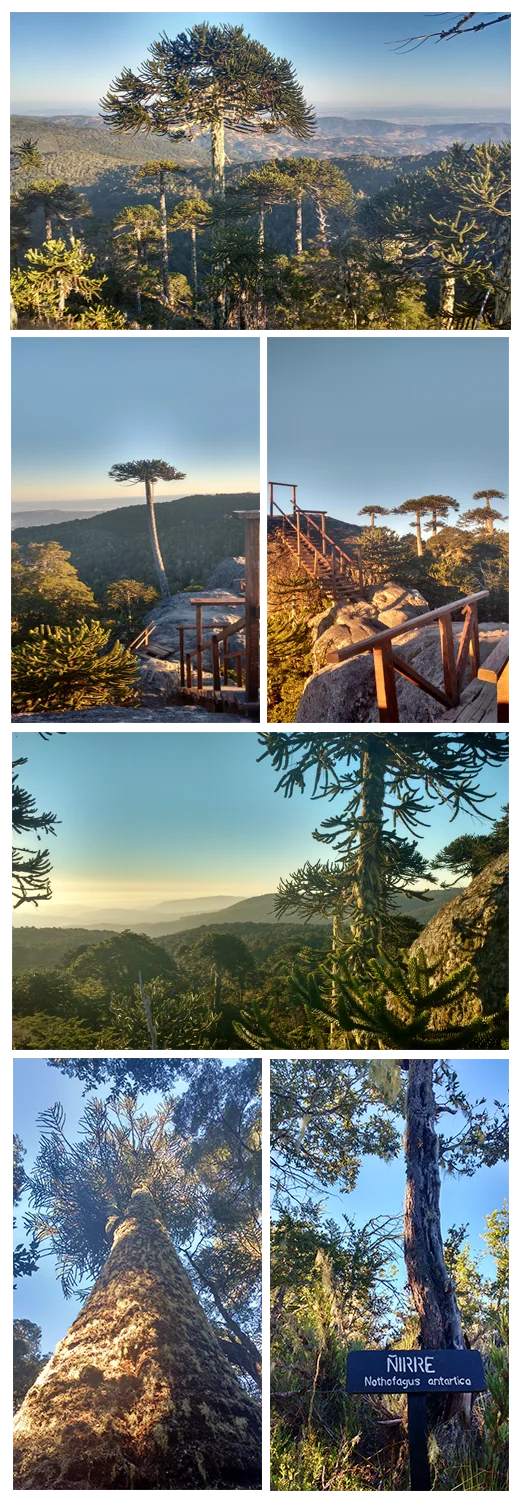 Collage de fotografías del parque nacional chileno Nahuelbuta , ubicado entre la octava región del Bíobío y la novena región de la araucanía.