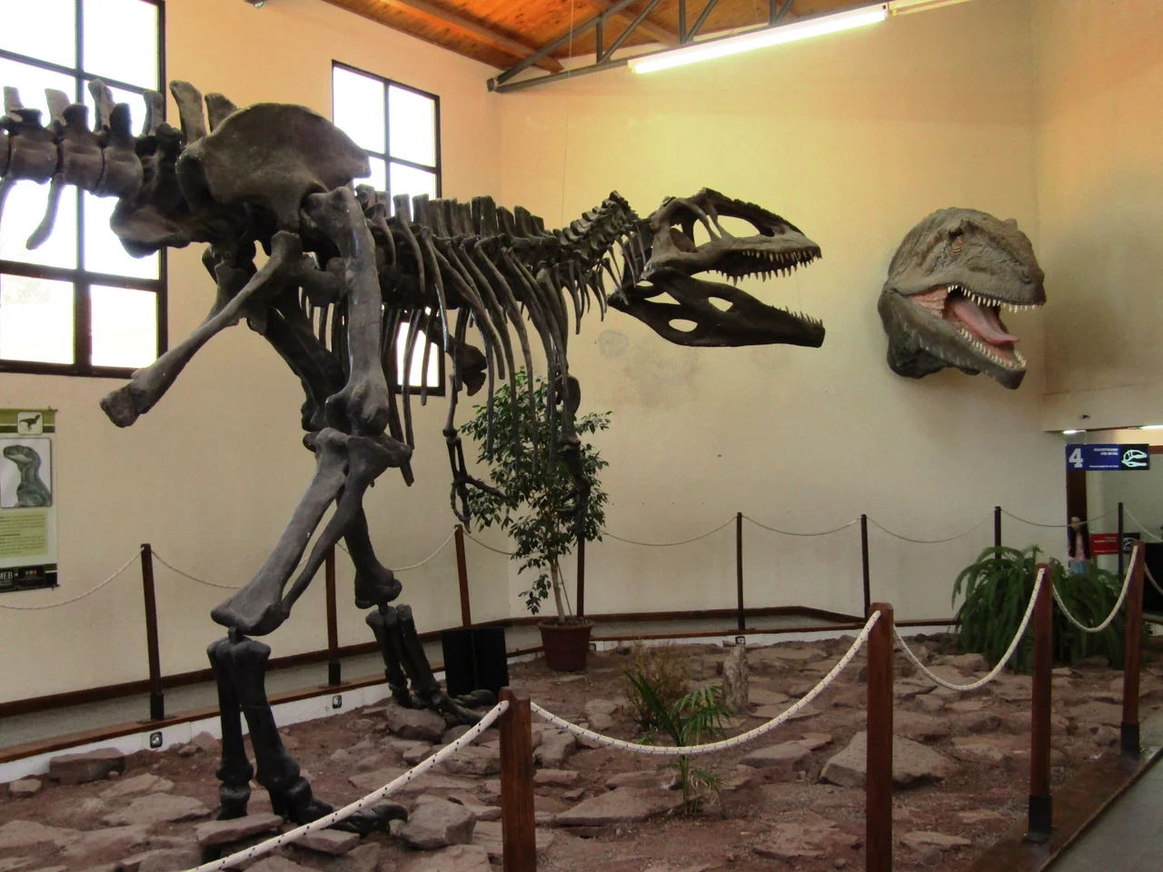 Giganotosaurus reconstrucción esquelética a la izquierda y a la derecha la recreación en vida de su cabeza y cuello.