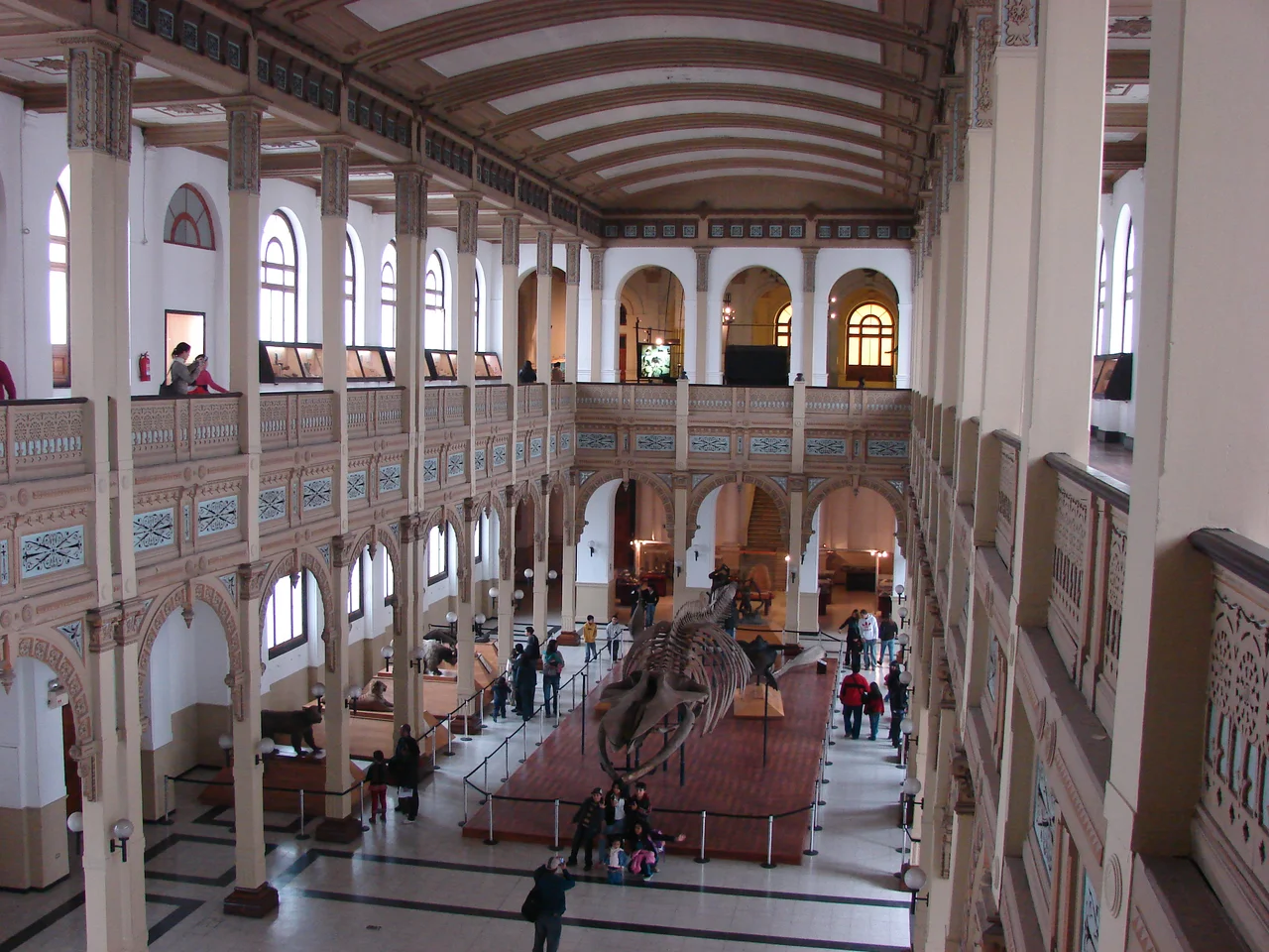 The main display hall at the National Museum of Natural History in Santiago, Chile with the centerpiece blue whale skeleton.