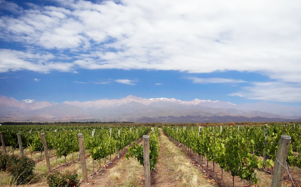 Vineyard near Los Árboles in Uco Valley, Mendoza, Argentina, in front of the Andes Mountains.