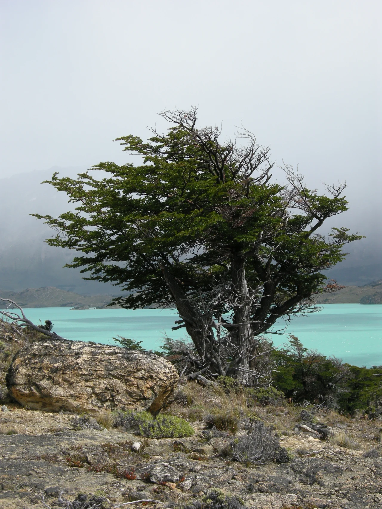 General view of the species Hypochaeris incana. Picture taken in Belgrano peninsula, in the Perito Moreno national park (Santa Cruz provincia, Argentina).