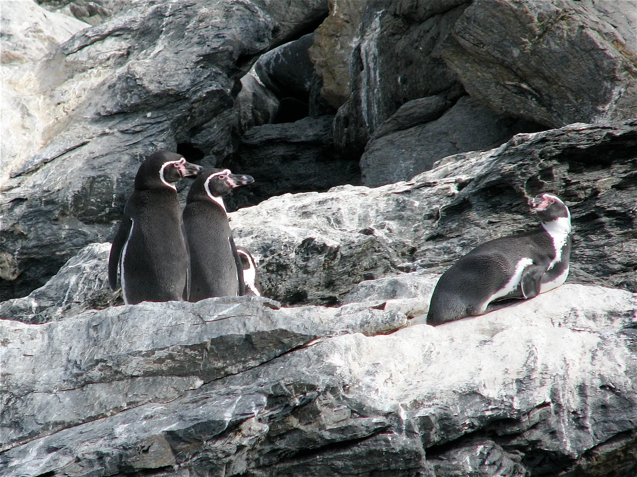 Pingüinos Humboldt en la reserva Isla Choros, Chile.