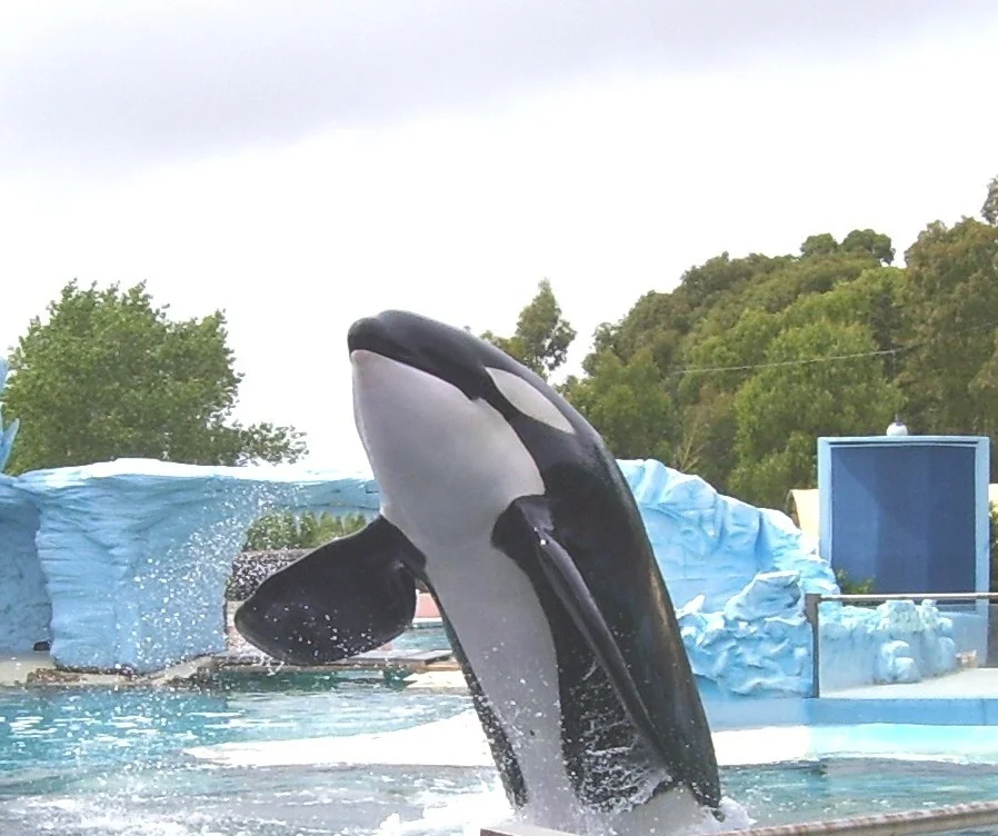Orca en un oceanario en la Argentina.
