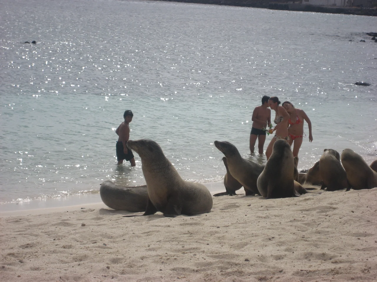 Galápagos sea lion (Zalophus wollebaeki), Punta Pitt, San Cristobal island, Galapagos islands, Ecuador