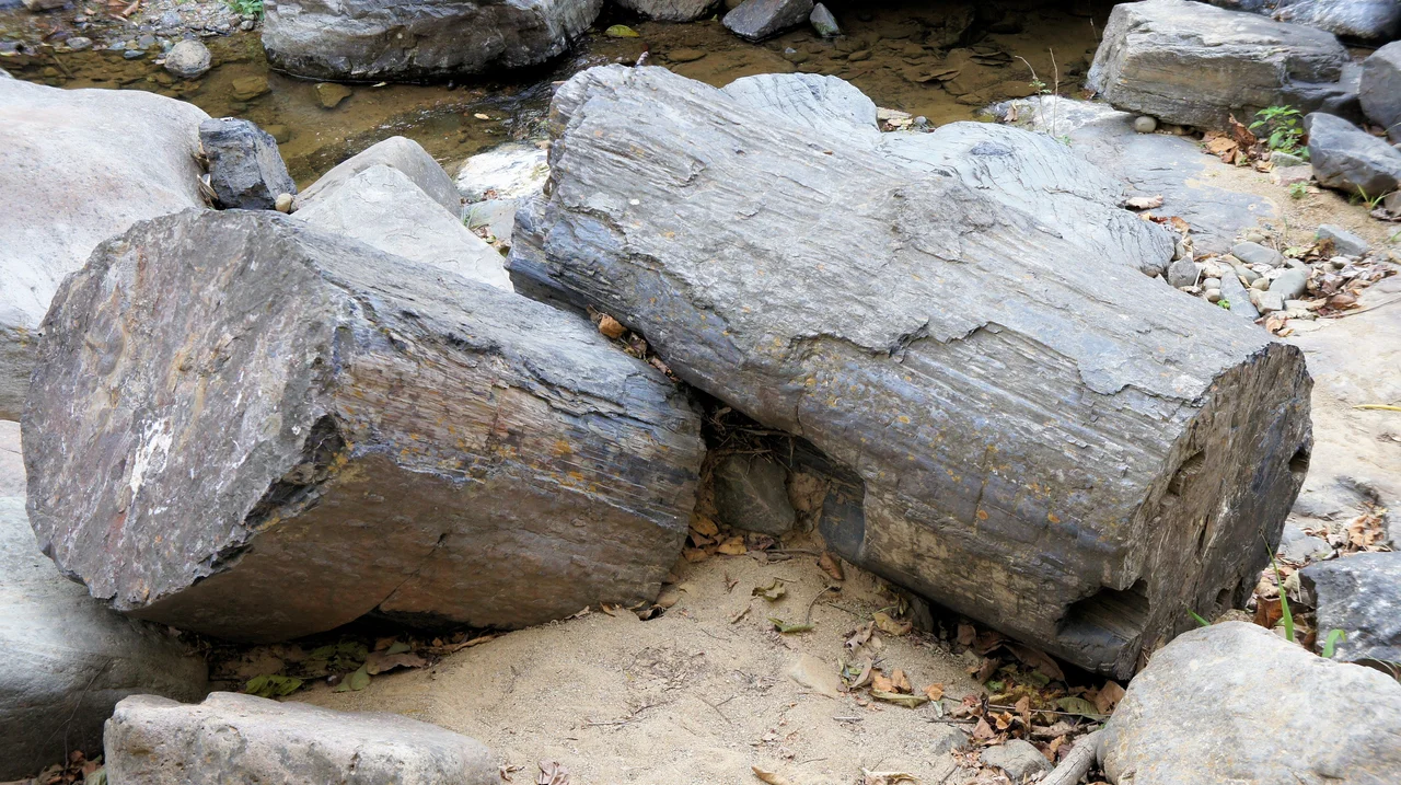 Two fossil trunks in the Bosque Petrificado de Puyango in southern Ecuador.