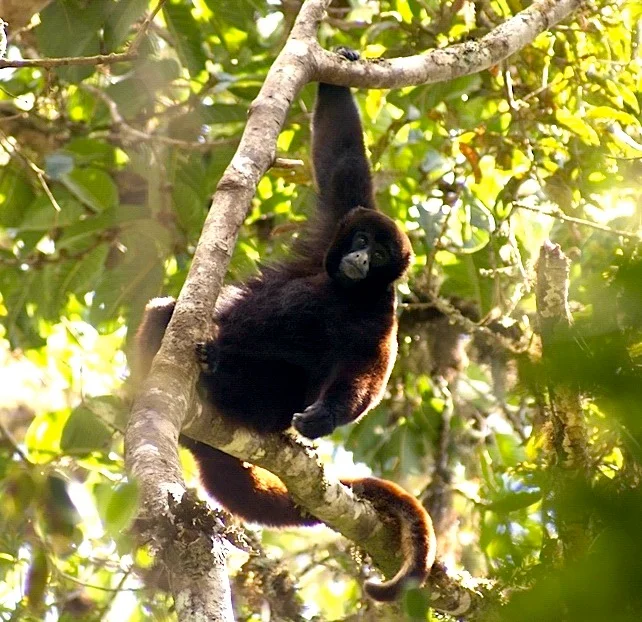 The endangered yellow-tailed woolly monkey (Oreonax flavicauda)
Español:  choro de cola amarilla (Oreonax flavicauda)
