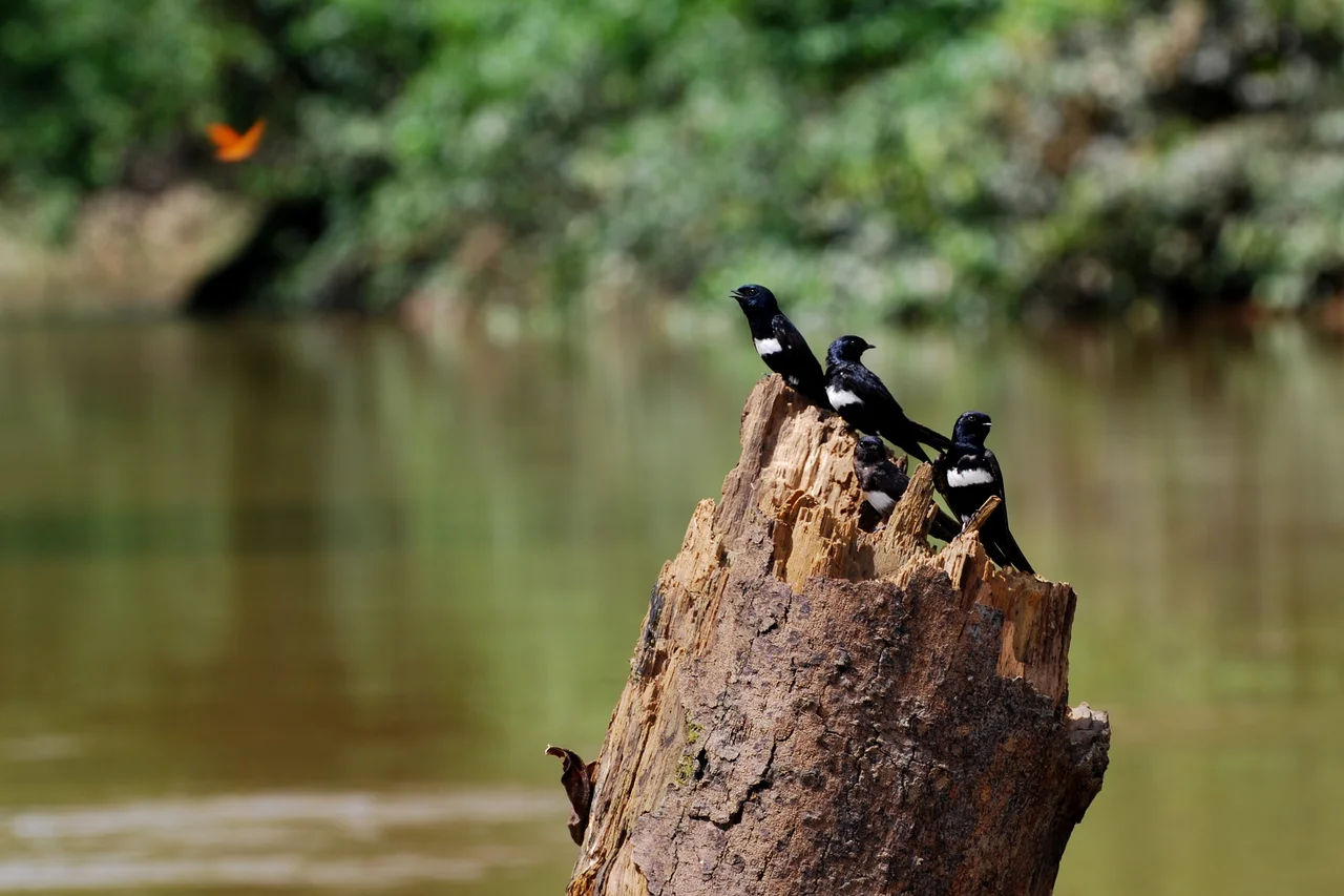 White-banded Swallows Atticora fasciata perching of a tree stump on the bank of Rio Tiputini, Yasuni National Park, Ecuador.