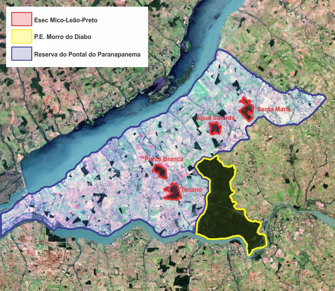 Conservation units of Pontal do Paranapanema, São  Paulo state, Brazil:
Blue line: Ponta do Paranapanema Great Reserve (nowadays, desforested)
Red line: Mico-leão-preto Ecological Station: divided in four forest patchs; Tucano, Ponte Branca, Água Sumida, Santa Maria
Yellow line: Morro do Diabo State Park
The conservation units limits were delineated by Miguelrangeljr, using Corel Draw X6, based on the Mico-leão-preto Ecological Station Management Plan. Pontal do Paranapanema region is the most important for the black lion tamarin conservation.