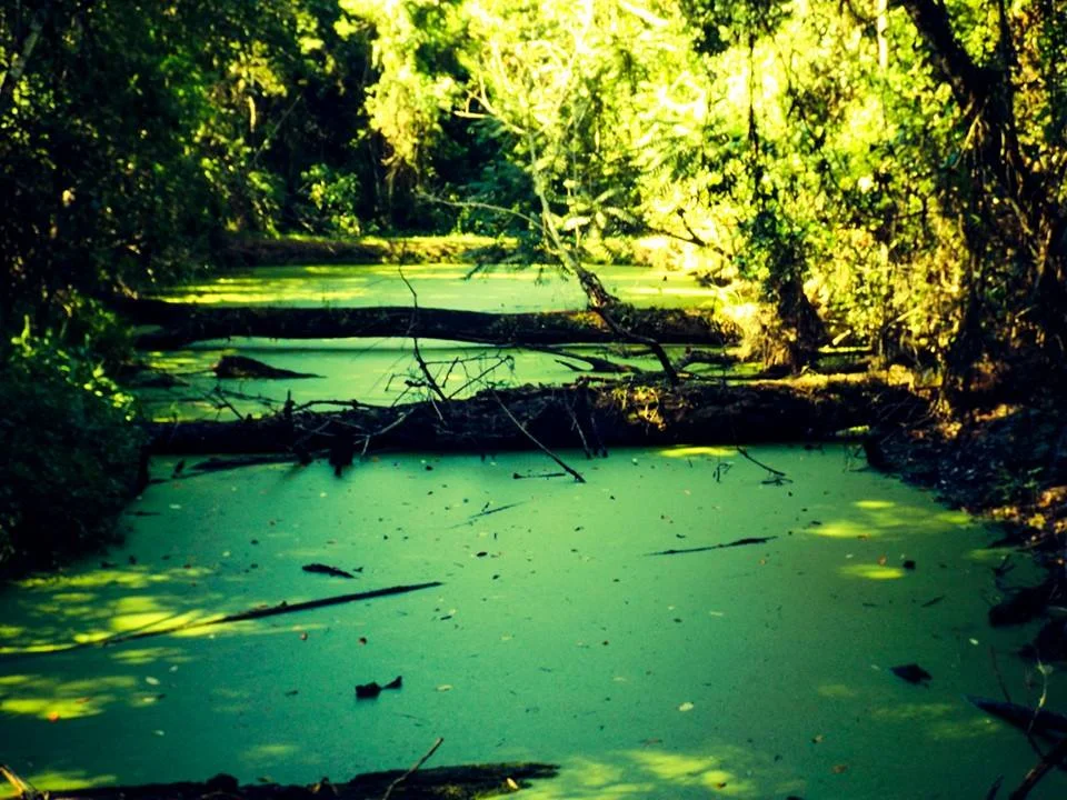 Córrego da estação ecológica