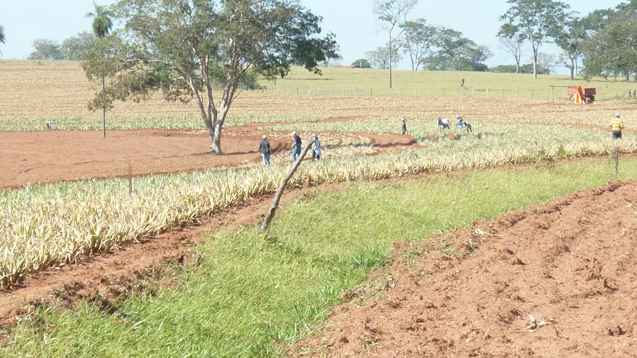 Pineapple plantation in Bauru, São Paulo, Brazil.