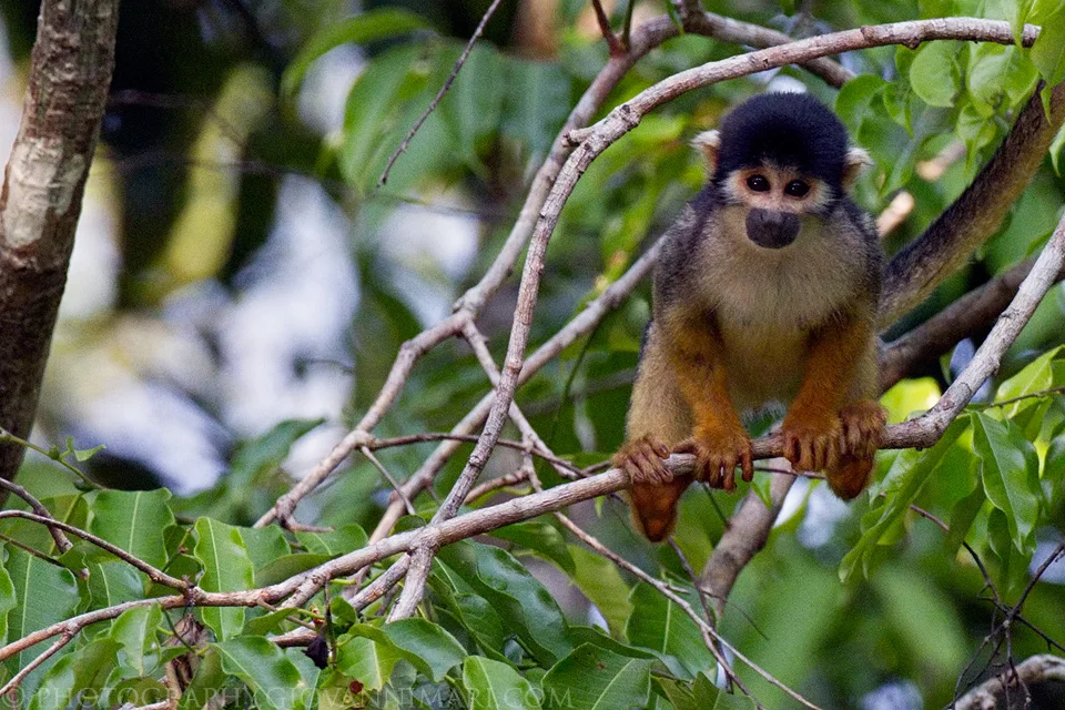 Black-headed squirrel monkey (Saimiri vanzolinii) in Mamiraua Reserva, Amazonas, Brazil.