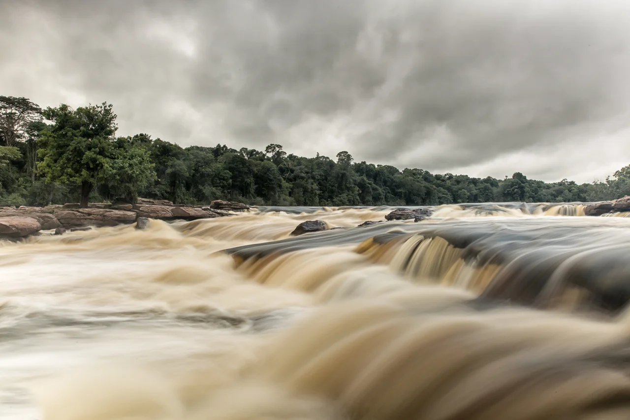 Espécie de Mico entre galhos no Parque Nacional do Jaú, Amazonas.