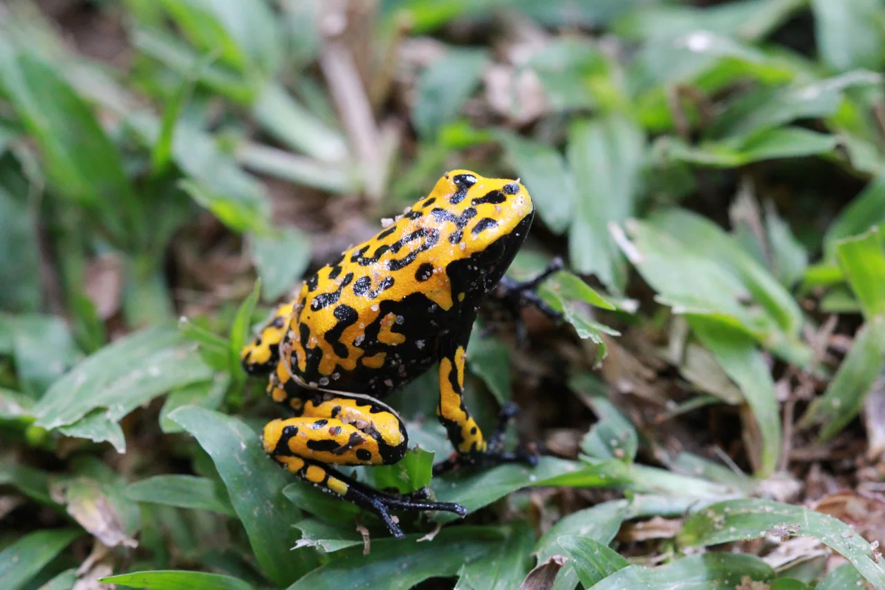 Adelphobates galactonotus -- this variant was discovered in 2009 in Cristalino State Park, Mato Grosso, Brazil