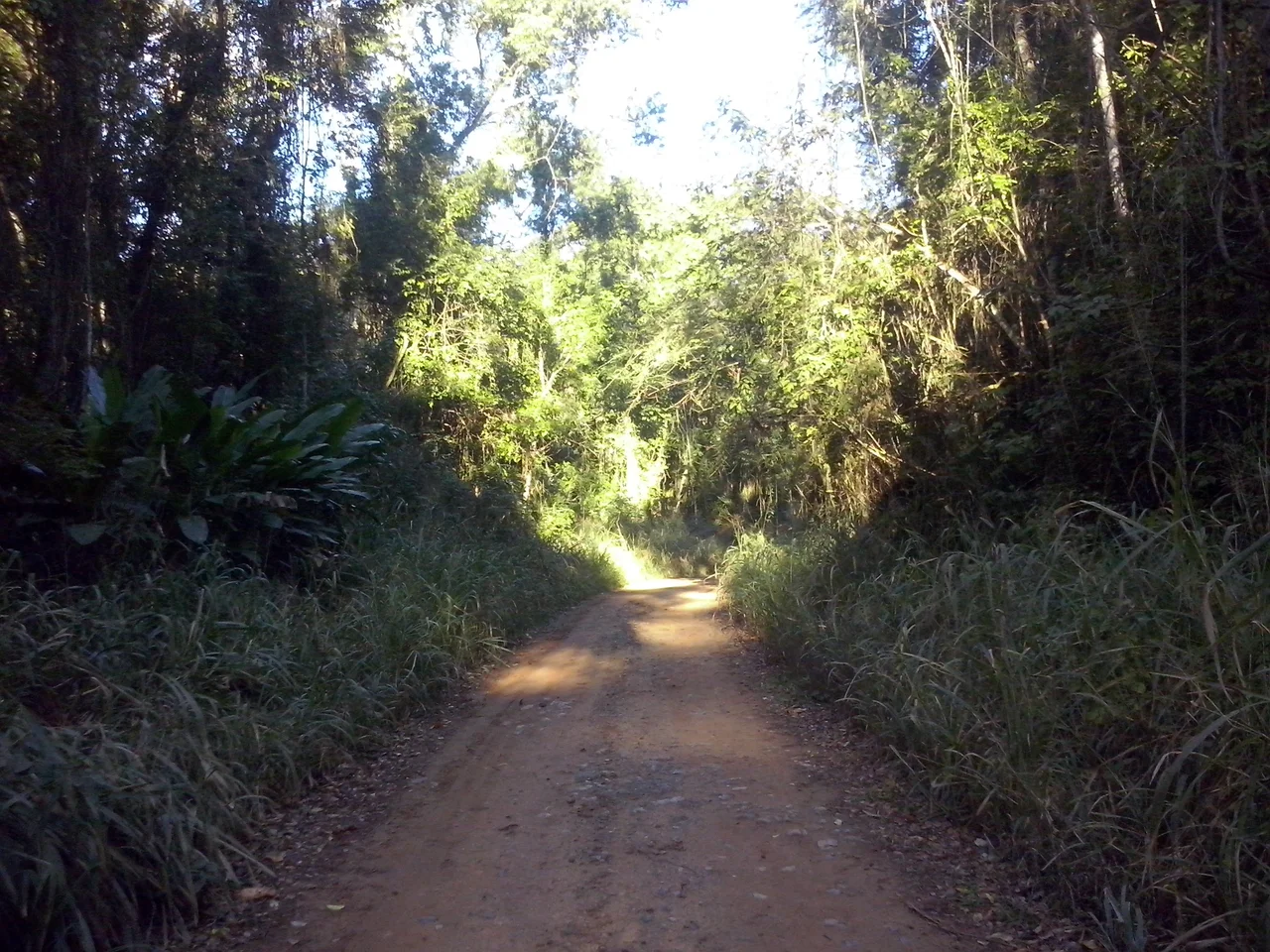 Rural road in the interior of the Parque Estadual do Rio Doce (PERD), in Marliéria, Minas Gerais, Brazil.