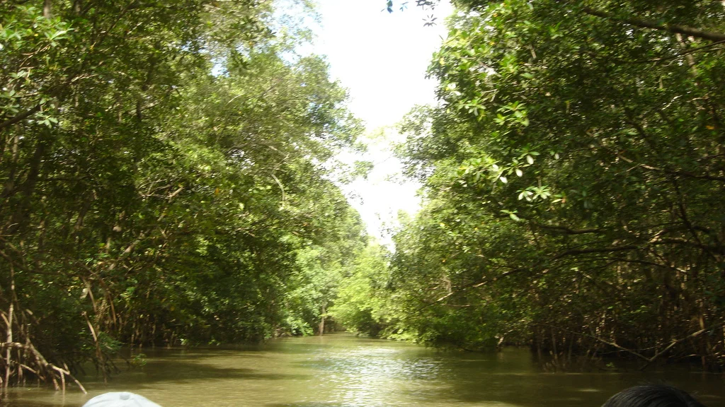 Igarapé (Maranhão, Brasil).