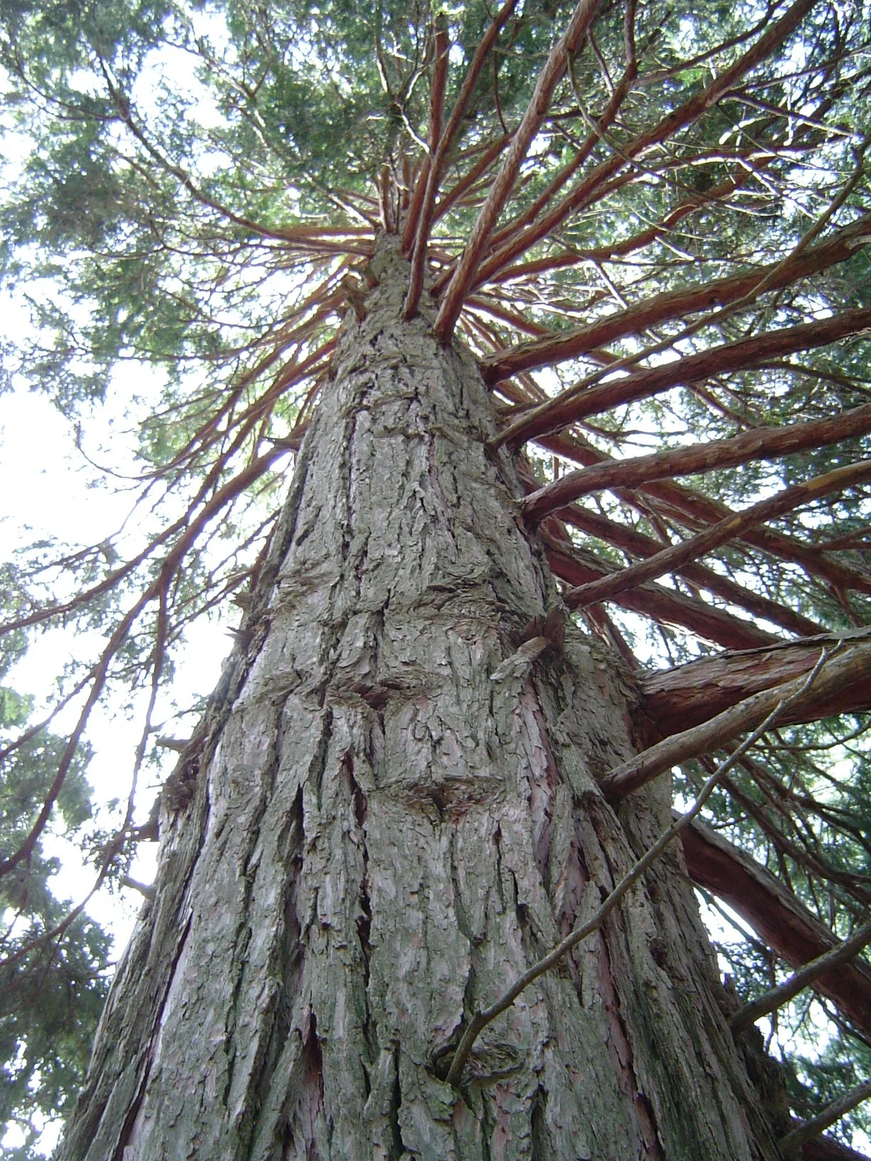 Calocedrus decurrens — Inscense cedar tree. 
Located in the San Jacinto Mountains in Southern California.
Credits: Photographed April 21, 2003 and uploaded by user:Geographer.