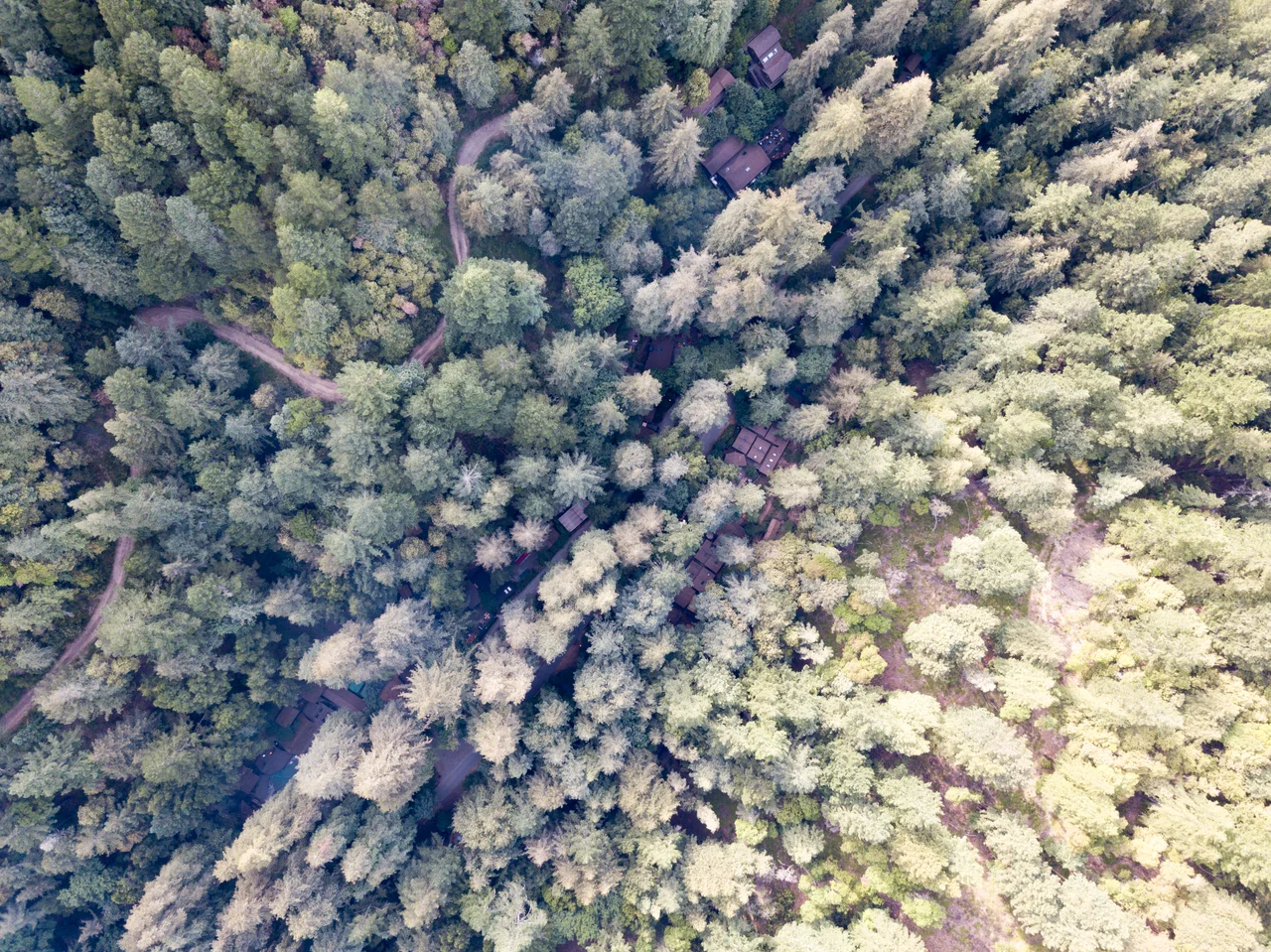 Aerial Image of Bohemian Grove Buildings