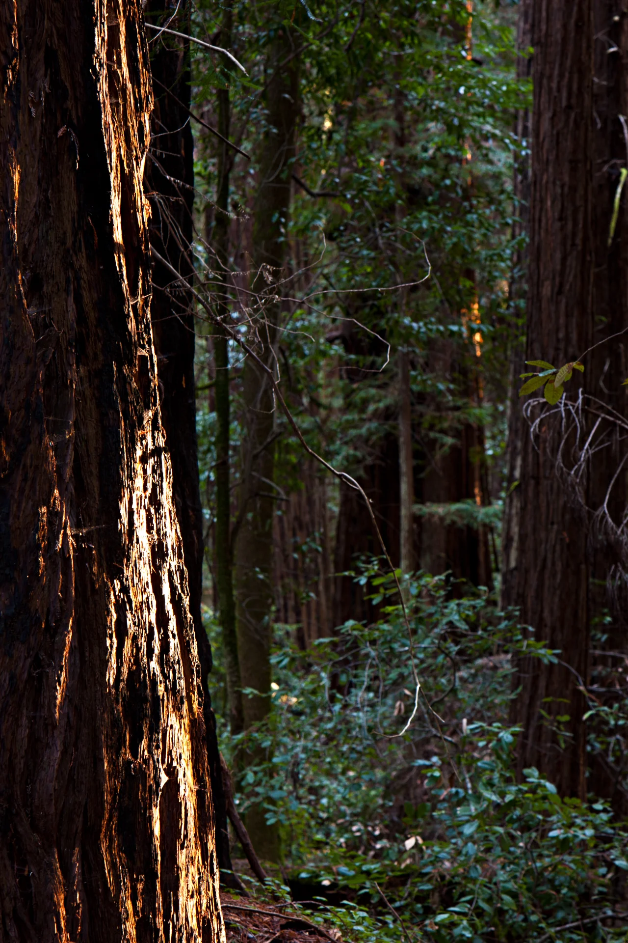 Old-growth coast redwoods (Sequoia sempervirens) in Hendy Woods State Park, Mendocino County, California.