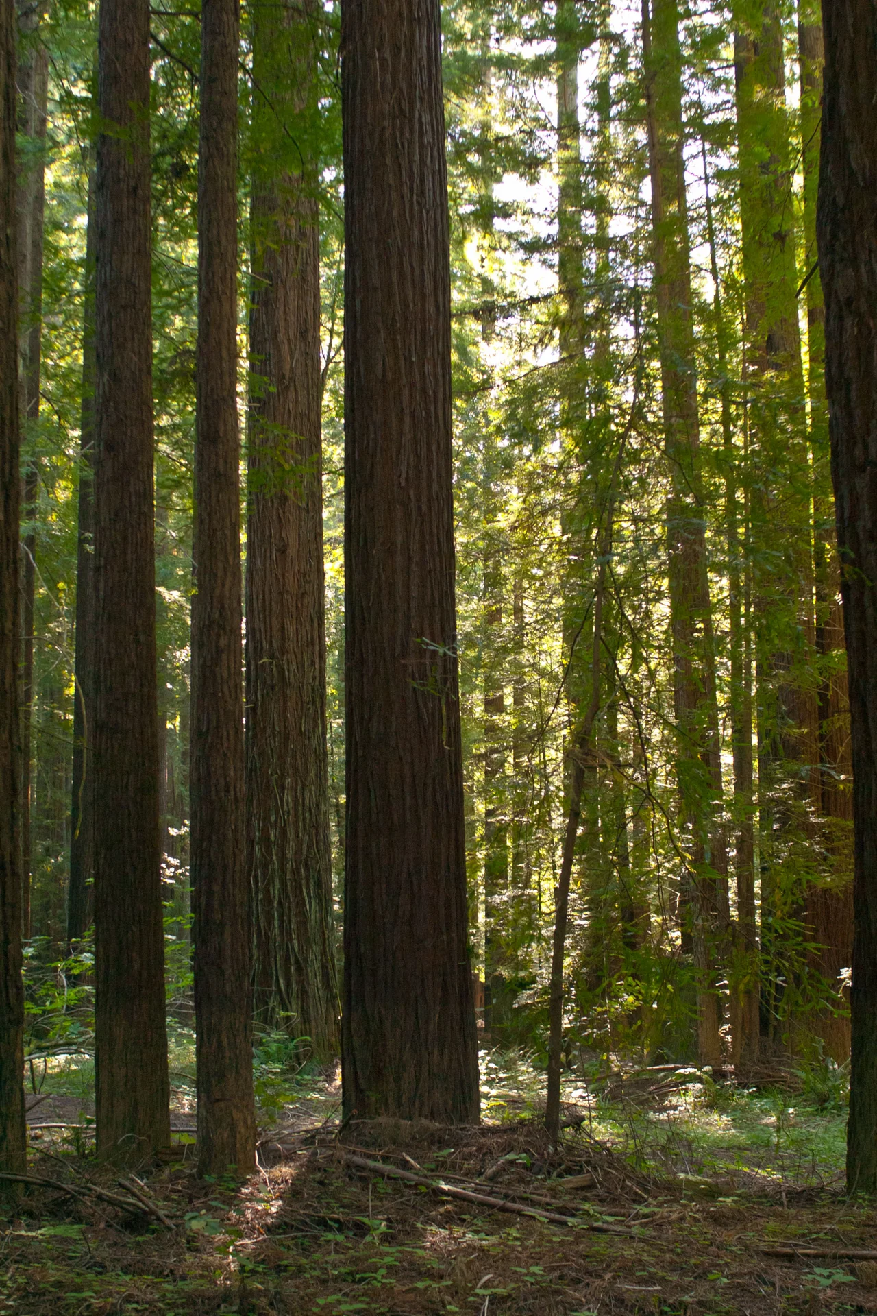 Second-growth coast redwoods (Sequoia sempervirens) in Navarro River Redwoods State Park, Mendocino County, California.