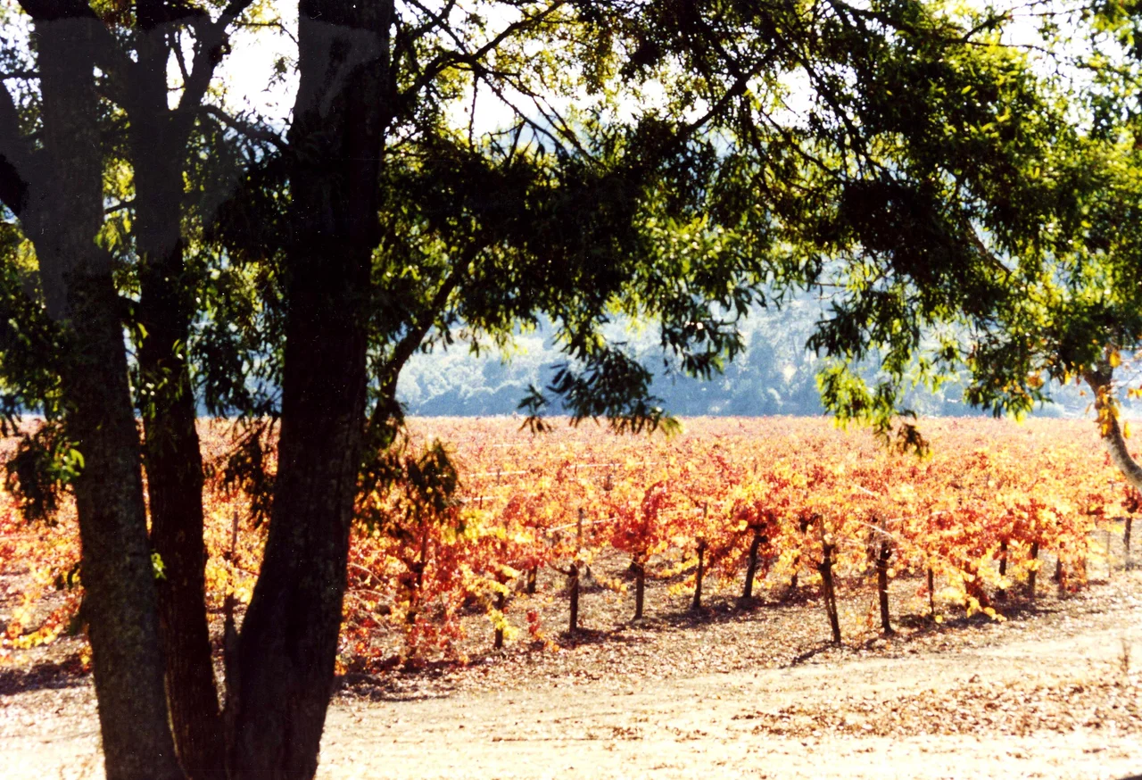 California, Usa, wine, 1990Stag's Leap, Napa Valley, 1990