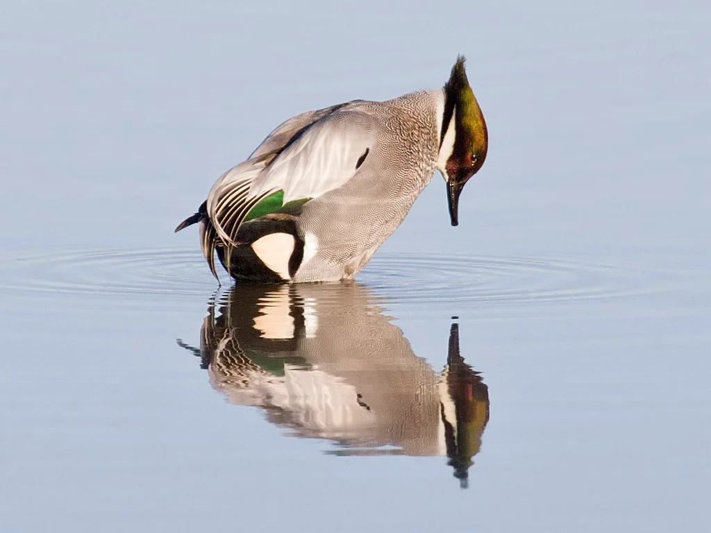 Visitors have come from all over the country to see a rare falcated duck, a  "vagrant" from Asia, that arrived at CA's Colusa National Wildlife Refuge in December.