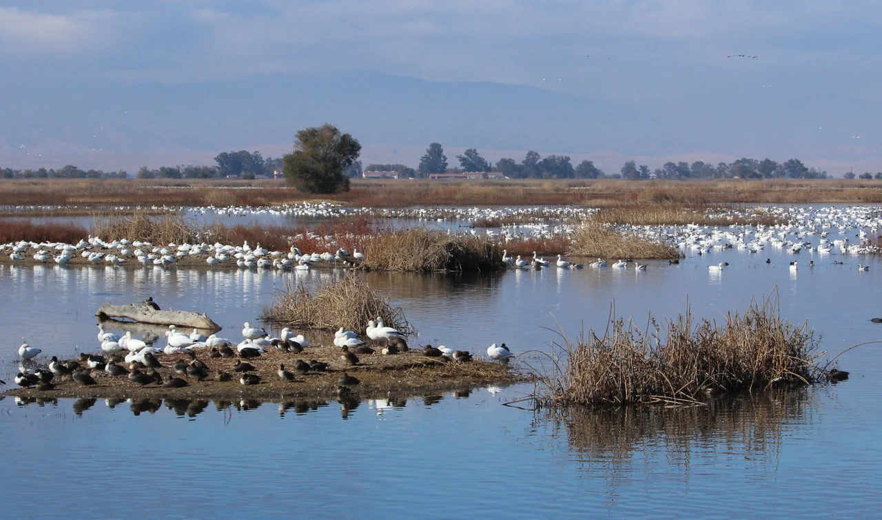 Sutter Ntl. Wildlife Refuge