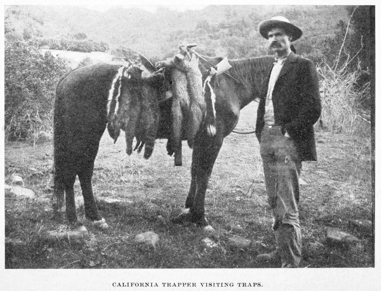 Photo of California trapper with horse, visiting his traps.
