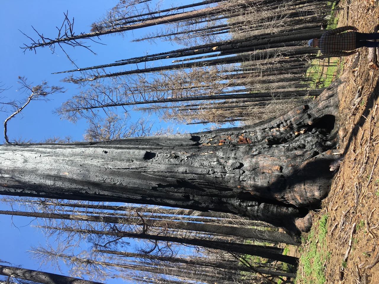 A mature giant sequoia snag in Nelder Grove, charred by the Railroad Fire (May 2019).