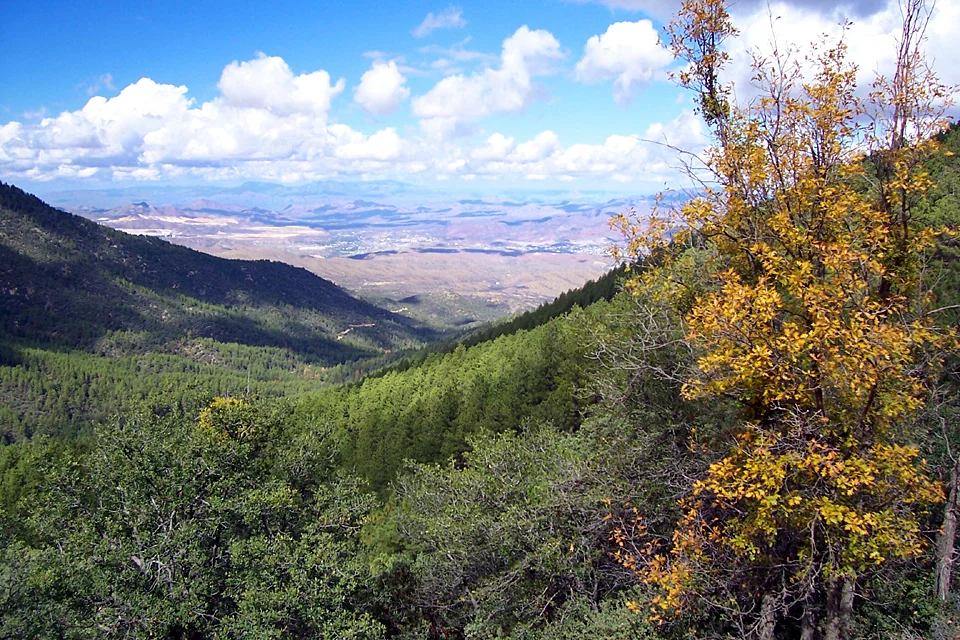 A photo I took in the Pinal Mountains in southern Arizona.