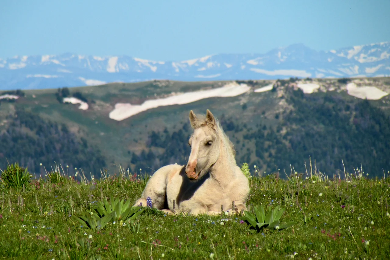 Pryor Mountain Wild Horse Range
South of Billings Montana
Photo by: Vic and Linda Hanick

hanick1