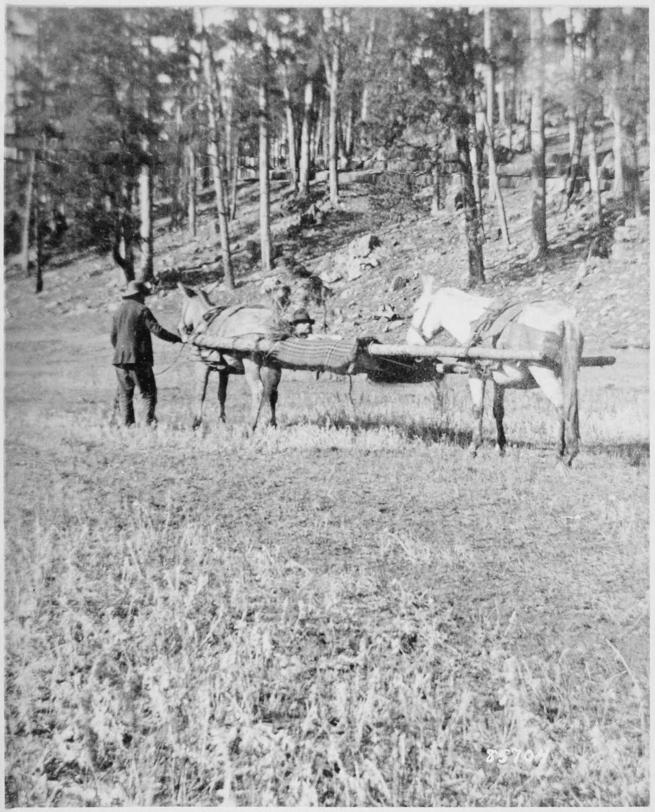 Scope and content: View a two-horse litter with a wounded soldier, possibly First Lieutenant Adolphus H. Von Luettwitz, and an attendant along French Creek, Black Hills, Dakota Territory. The soldier is covered with a plaid blanket and tree boughs serve as a head rest and provide shade for his head.