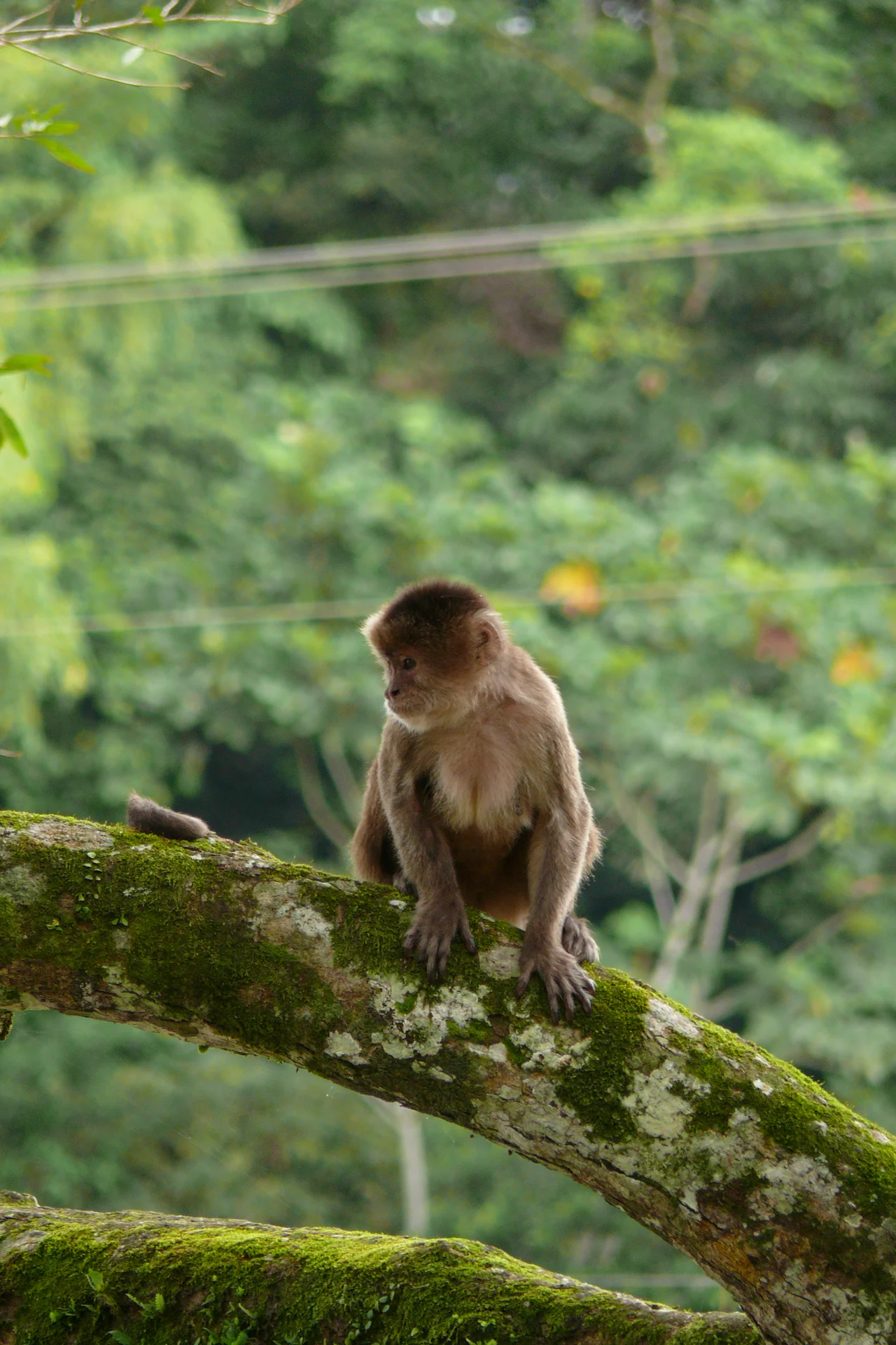 Marañon White-fronted Capuchin or Peruvian White-fronted Capuchin (Cebus yuracus)