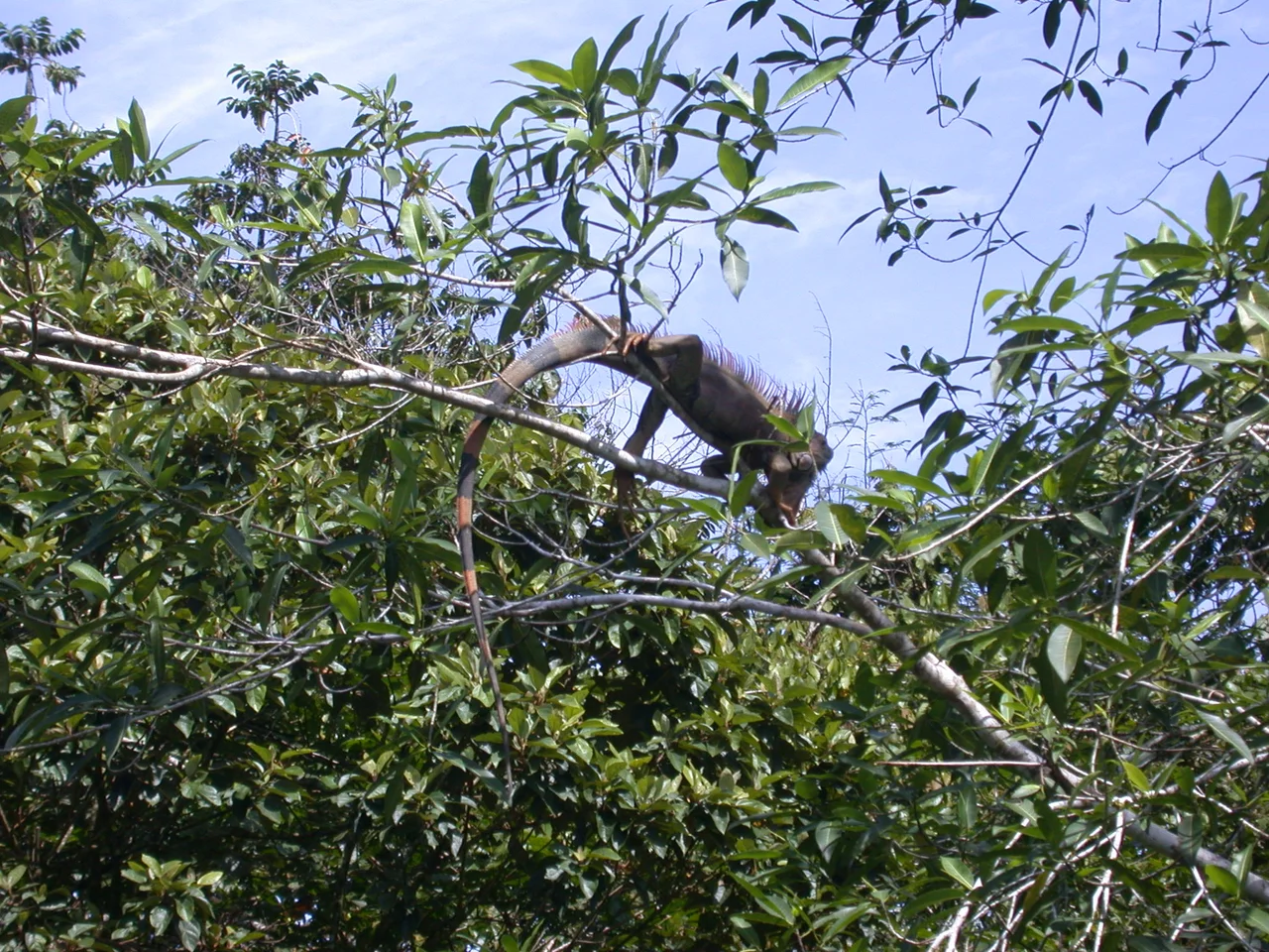 A large iguana — 20 metres (66 ft) high in a tree.
In the La Selva Biological Station (Estación Biológica La Selva).
Located in northeastern Costa Rica.