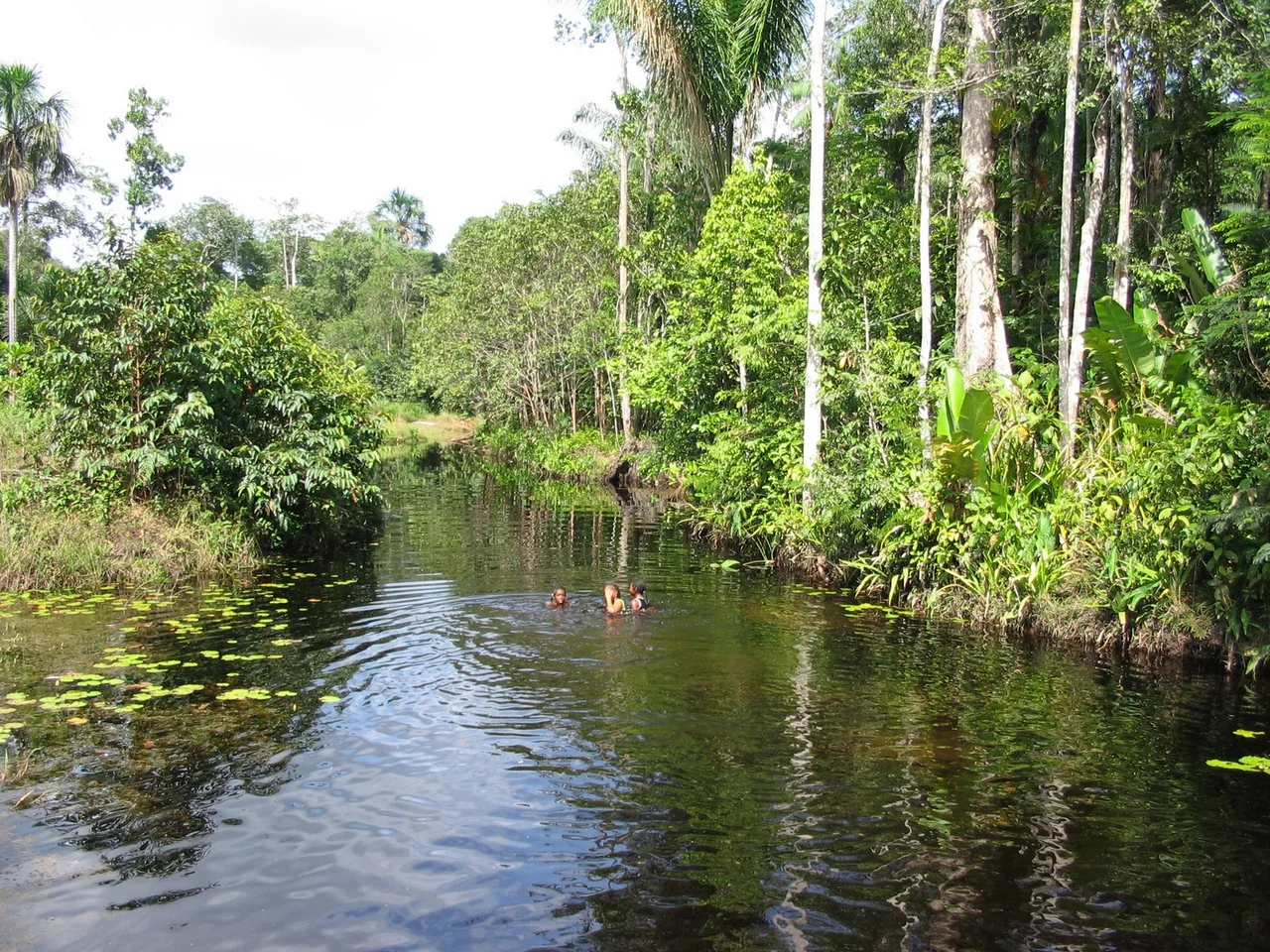 The almost black water of Colakreek in Suriname is popular for recreational swimming.