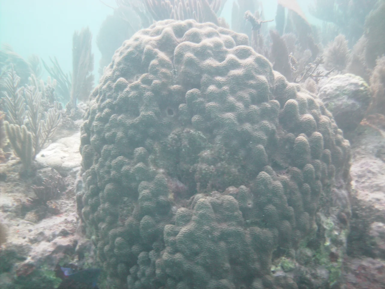 Montastraea annularis at Molasses Reef, John Pennekamp Coral Reef State Park, Florida Keys, taken March 2008