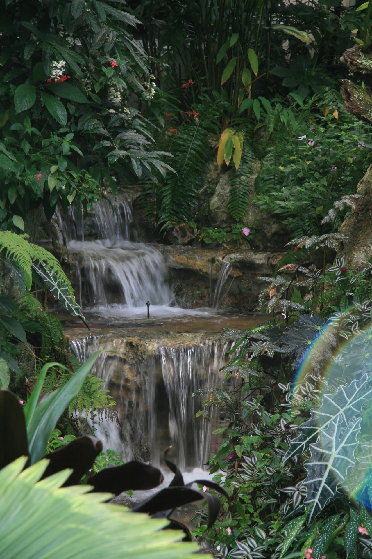 A waterfall in the Butterfly Rainforest in the Maguire Center at the Florida Museum of Natural History