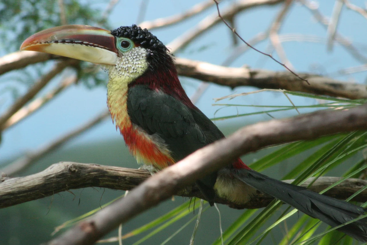 This is a Curl-crested Aracari I photographed at the Riverbanks Zoo & Garden in Columbia, SC.