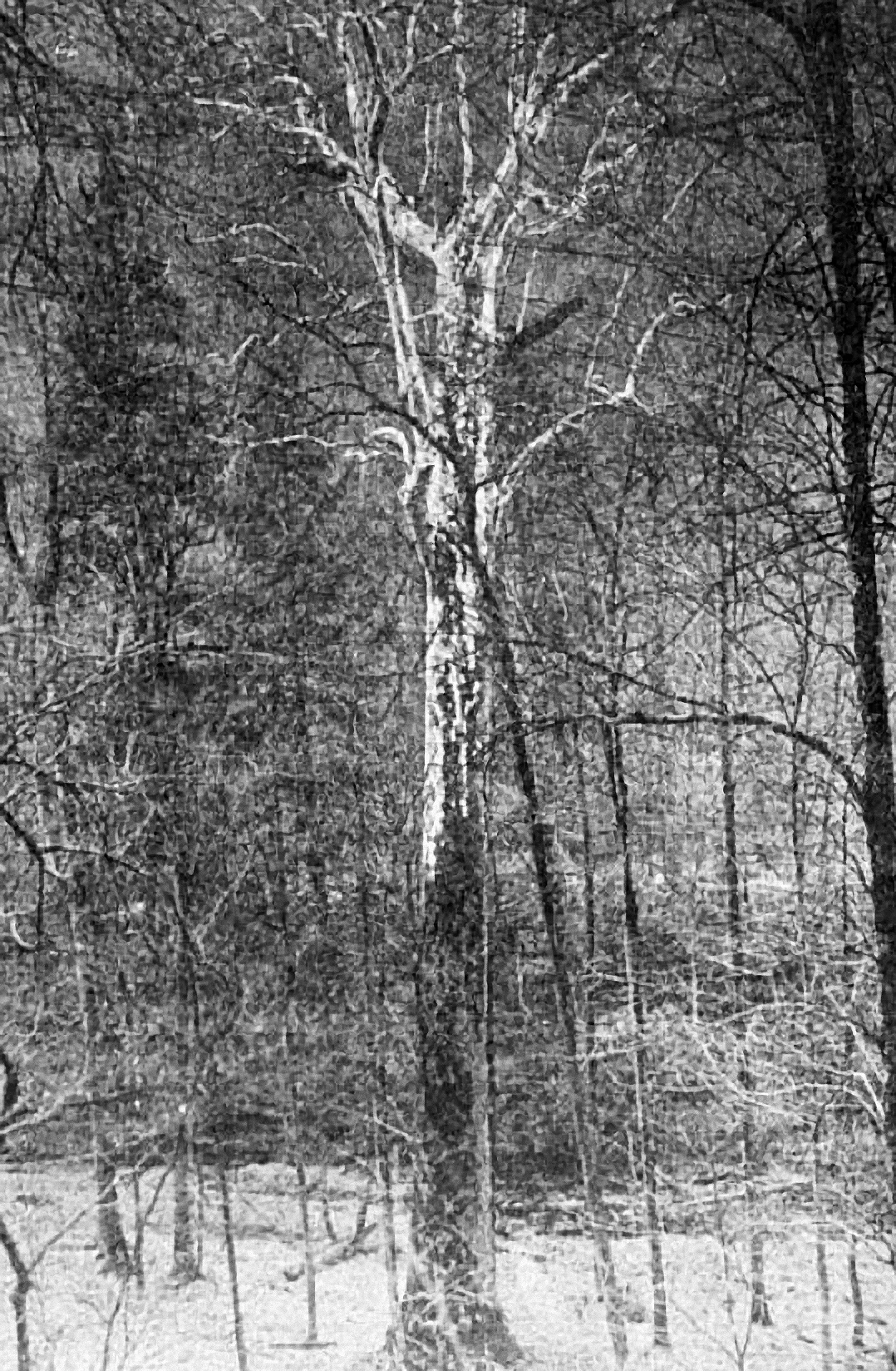 A photograph (c. 1920) of the Webster Sycamore (alternatively known as the Webster Springs Sycamore and the Big Sycamore Tree), which was an American sycamore (Platanus occidentalis) in the U.S. state of West Virginia. Long recognized for its size, the Webster Sycamore was the largest living American sycamore tree in West Virginia until its felling in 2010. The tree stood approximately 4.5 miles (7.2 km) east of Webster Springs in Webster County, in a moist flood plain along the banks of the Back Fork Elk River, a tributary stream of the Elk River. The image is from the following source:
Mosely, Edwin Lincoln (1920)       Trees, Stars and Birds: A Book of Outdoor Science, Yonkers, New York:  World Book Company