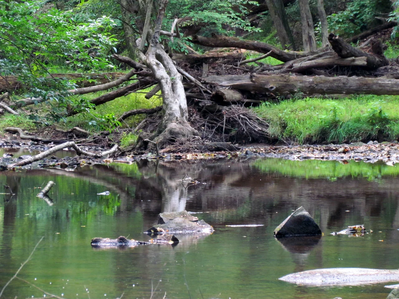 Picture Taken of Umstead park
