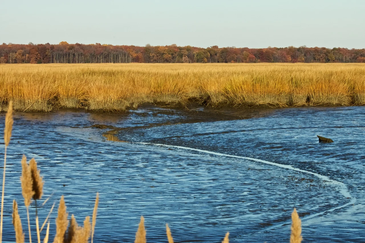 Mudflats left behind by a receding tide at Bombay Hook National Wildlife Refuge