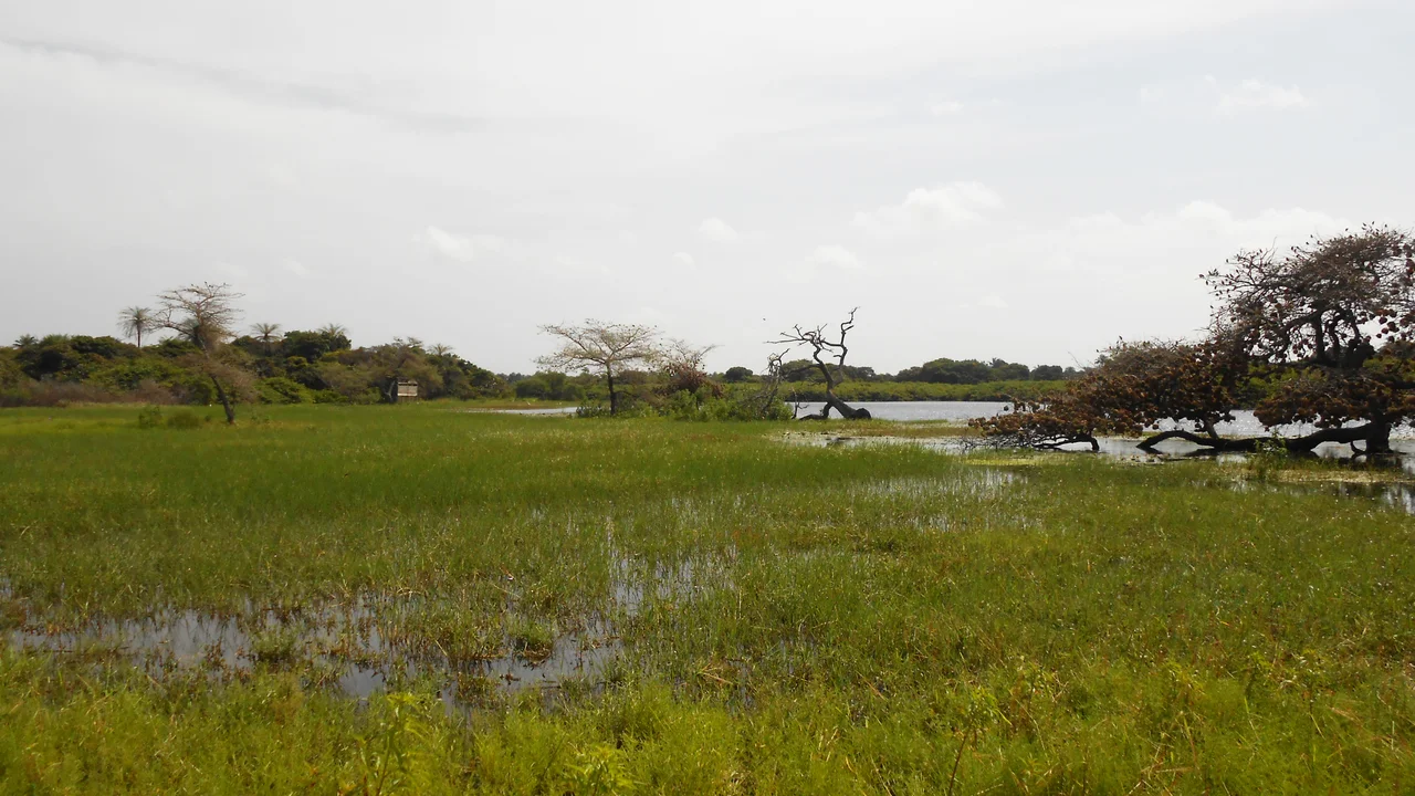 Landscape on the island of Orango next to a lake with rare hippopotamuses living both in sweet water and the sea. In the back, the visitor can find a structure to watch the local animal life without disturbing them.