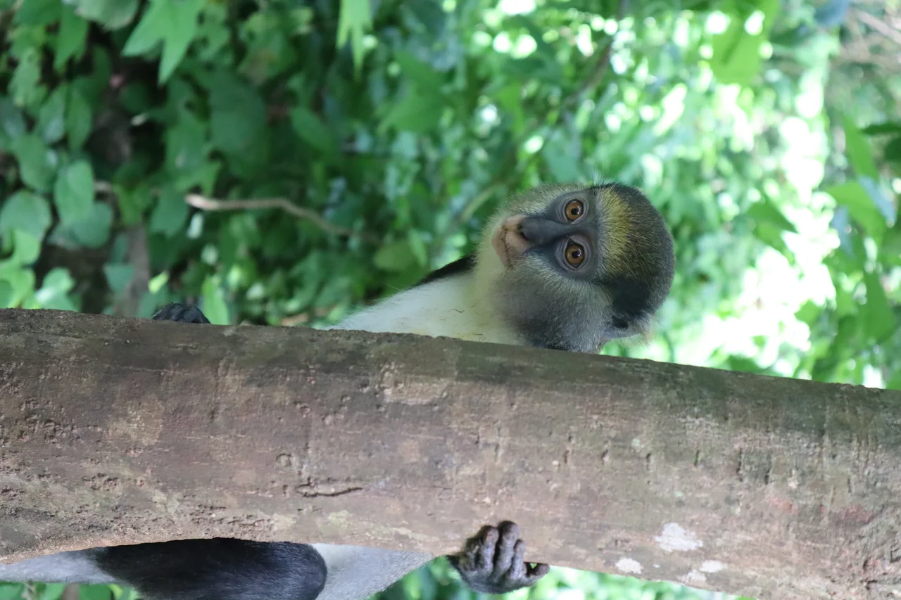 Boabeng Fiema monkey sanctuary 3.jpg