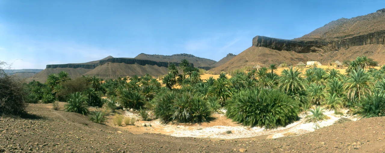 Wadi Terjit, with date palm trees and saline crusts. Adrar, Mauritania