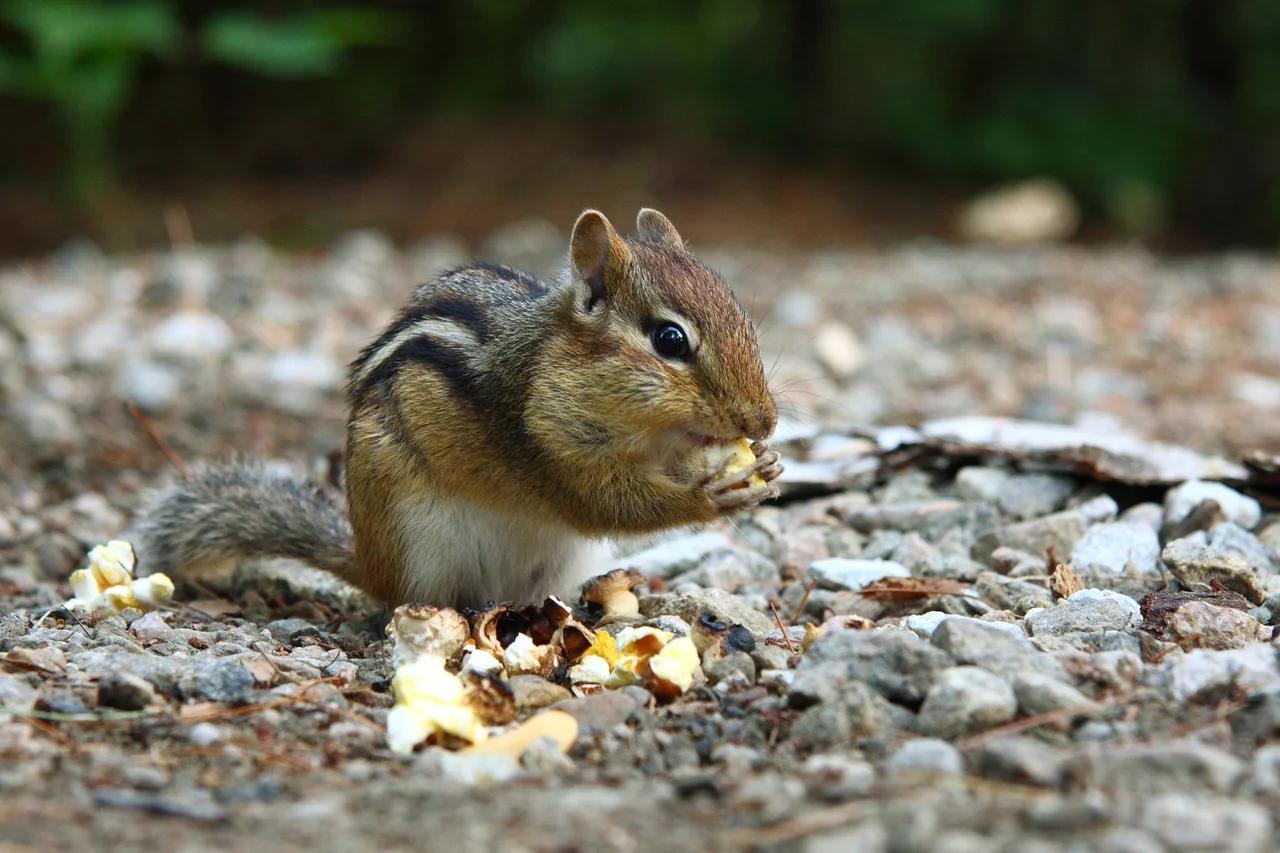 Eastern Chipmunk (Tamias striatus) feeding on leftover popcorn. Wapizagonke lake, La Mauricie National Park, Quebec, Canada