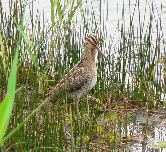 Snipe on Porth Hellick Pool, St Mary's Snipe seen from the hide on the pool above Porth Hellick