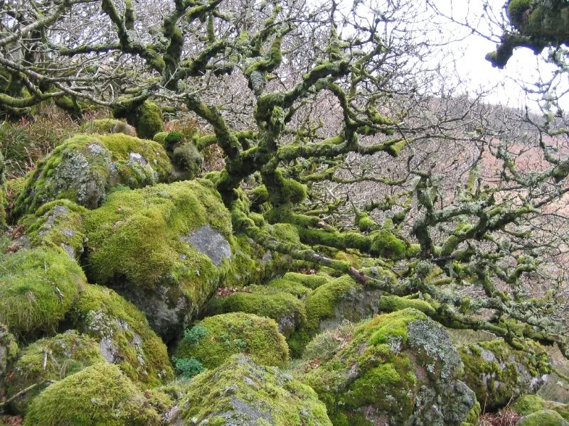 Wistman's Wood, a remnant of ancient oak Quercus robur woodland on Dartmoor, Devon, England.