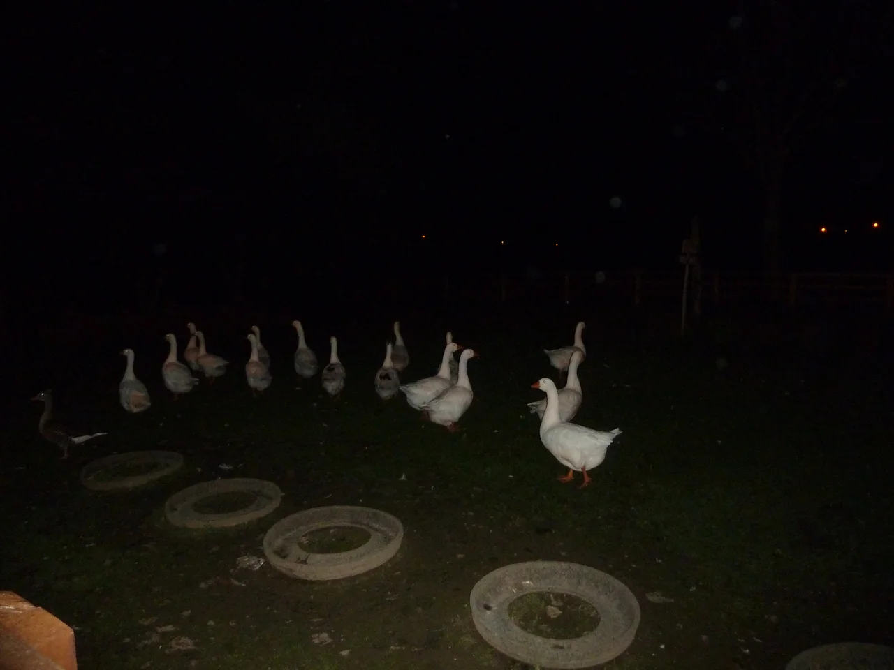 A flock of geese in Sixmilebridge, Clare, Ireland